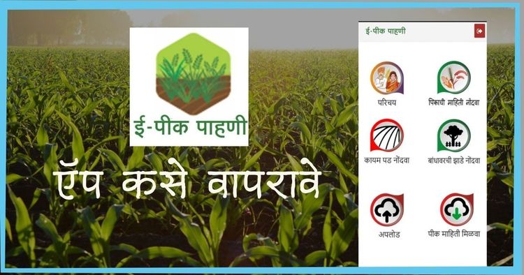 अशी करा पिकांची पाहाणी  इ-पीक पाहणी या ॲपच्या माध्यमातून!!