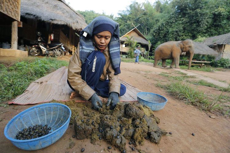 जगातली सर्वात महाग कॉफी बनवण्याची विचित्र पद्धत!! 