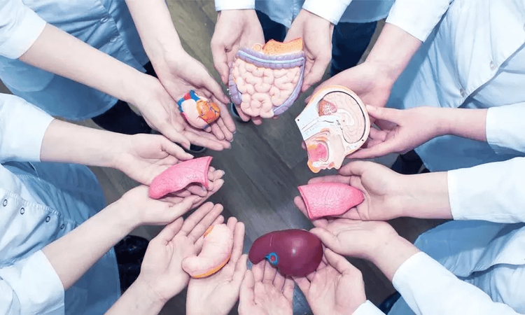 जिवंतपणी आणि मृत्यूनंतर काय दान करता येते? अवयवदान कसे चालते?