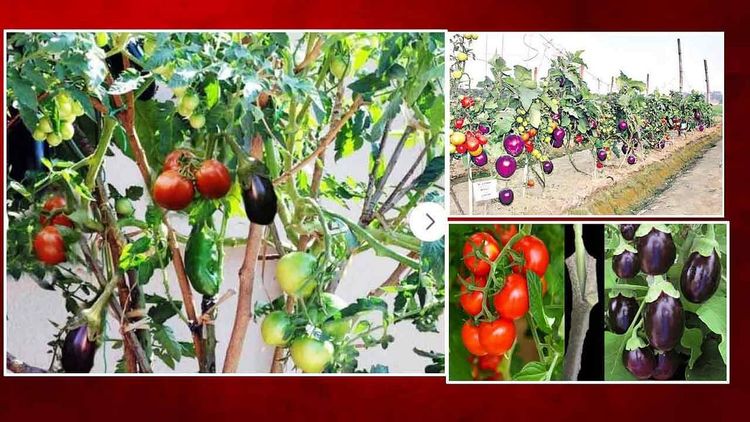 ब्रीमॅटो: भारतीय शेती संशोधन मंडळाचं संशोधन!! एकाच झाडावर येणार टोमॅटो आणि वांगेसुद्धा!!