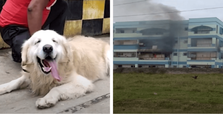 देवासारखा धावून आलेल्या अप्पूला कुत्रा म्हणाल का ? असा अप्पू आपल्या घरात हवाच असं तुम्हालाही वाटेल !