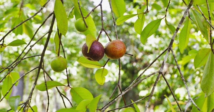 २. मूड सुधारणारा मित्र