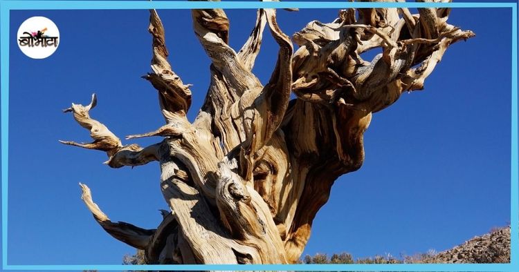 हजारो वर्षे जुनी जगातले ६ अतिप्राचीन वृक्ष!!! त्यांचाही इतिहास जाणून घ्या!!
