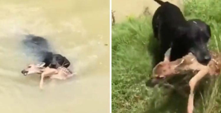 कुत्र्याने पाडसाला बुडताना वाचवून मने जिंकलीत!! हा व्हिडिओ पाहाच!!