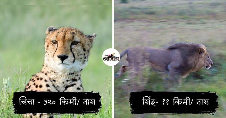 जगातले १० सर्वात वेगवान प्राणी!! यादी पाहा आणि तुमचे अंदाज कितपत बरोबर आले ते ही सांगा़!!