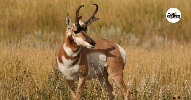 २. प्रोंगहॉर्न