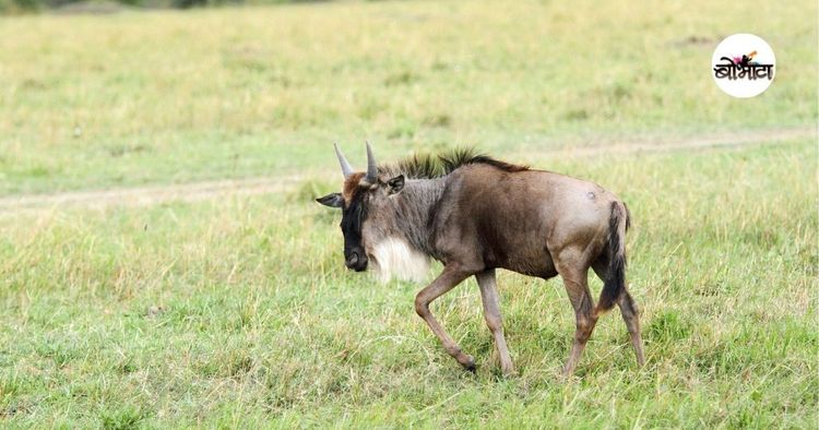 ४. वाइल्डबीस्ट