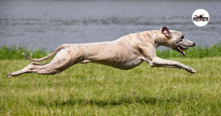 ८. ग्रेहाउंड