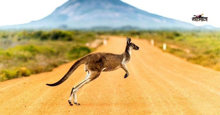 ९. कांगारू