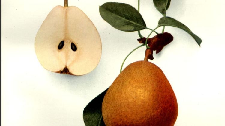 १. ॲन्सॉल्ट पेअर