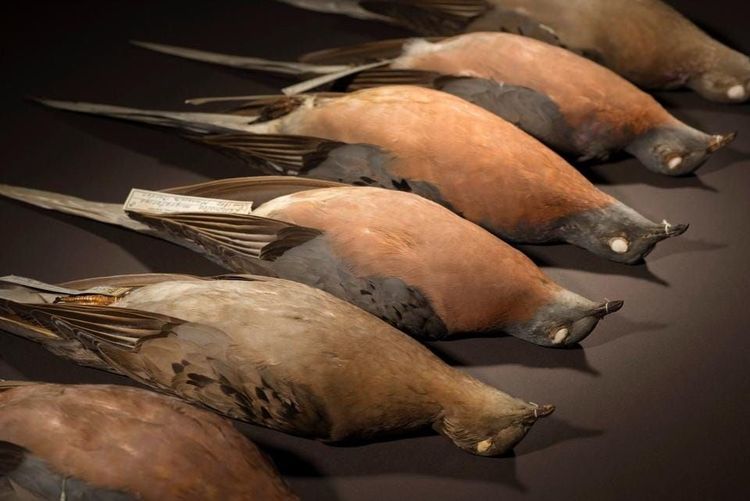 २. कबूतर (passenger pigeon)