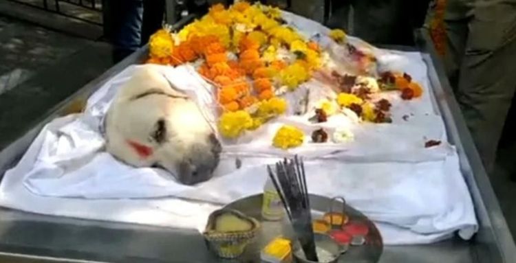 बॉम्ब शोधक सिम्बा श्वानाला शूरवीरासारखा अंतिम निरोप दिला! याचा व्हिडिओही पाहा..