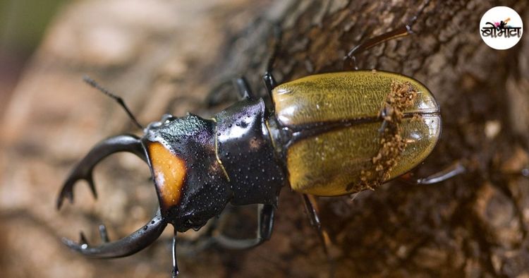 भारतातल्या या किड्यांना सोन्याचा भाव आला आहे. कोण आणि का इतका दर देत आहे? काय प्रकरण आहे ते तर जाणून घ्या!!