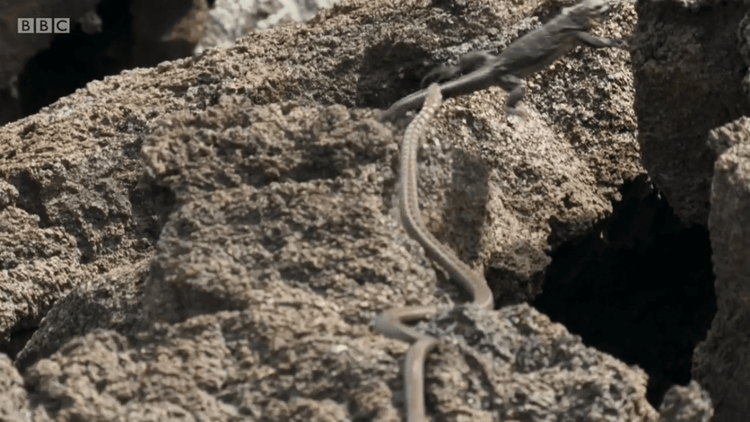 पाहा व्हिडिओ: असंख्य सापांच्या विळख्यातून कशी सुटली ही समुद्री पाल..