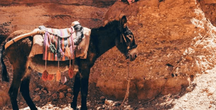 बीड जिल्ह्यातल्या गावात नव्या जावयासोबत होळी कशी साजरी करतात हे वाचलंत का?
