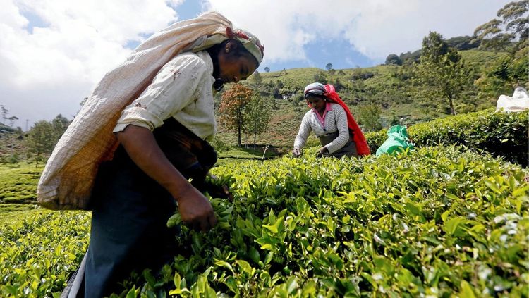 रोख पैशाऐवजी तितक्याच किमतीच्या चहाच्या स्वरूपात परतफेड