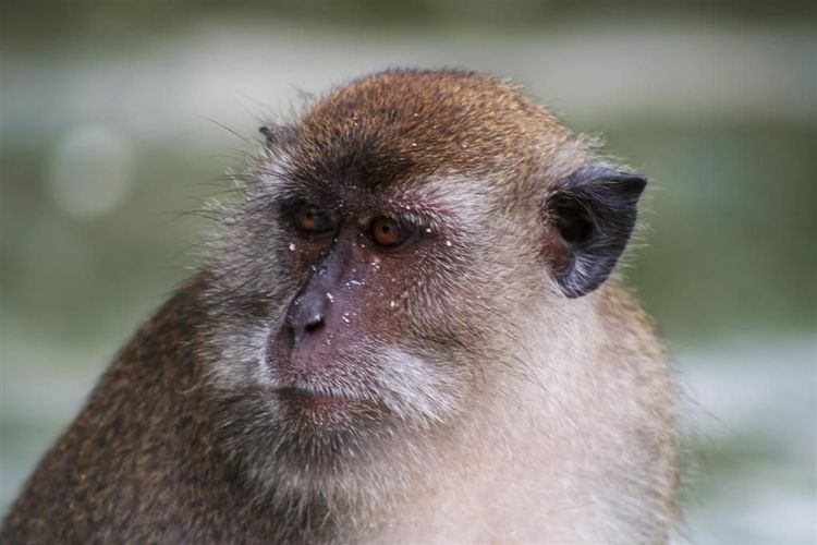 ब्राझीलमध्ये आदिवासी माकडं कशी पकडतात?