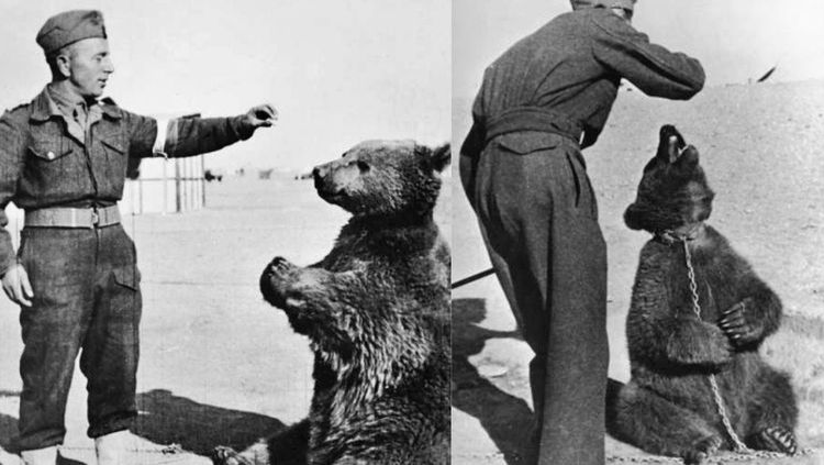 दुसर्‍या महायुध्दात पोलिश सैन्याच्या जवानांसोबत लढत होते हे अस्वल !