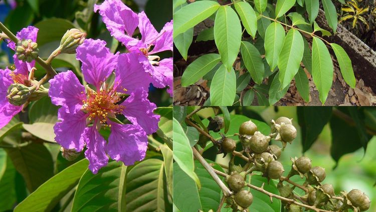 राज्य फुलाने फुलली मुंबई. ताम्हणाची ही सुंदर फुले तुम्ही कधी पहिली आहेत का?