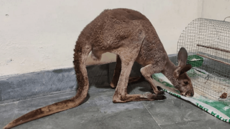 पश्चिम बंगालमध्ये पाच कांगारू सापडलेत!! हे कसं शक्य आहे? यामागे कोणतं आणि कशाप्रकारचं रॅकेट असू शकेल?