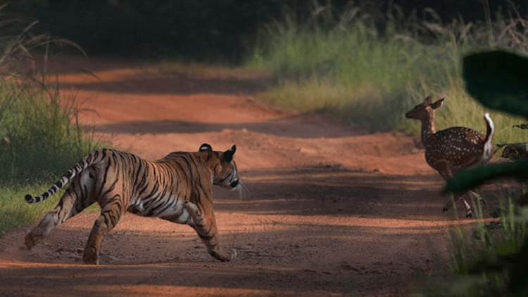 ताडोबा राष्ट्रीय उद्यानाला भेट द्यायचा विचार करताय? मग  तत्पूर्वी ही माहिती वाचून घ्या.. 