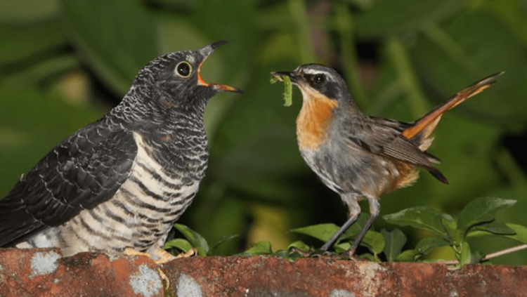 छोटा पक्षी मोठ्या पक्ष्याला भरवून कर्तव्य निभावतोय? अहं.. खरी मेख वेगळीच आहे.