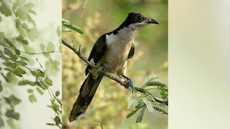 पक्षीजगत : पावसाची चाहूल सांगणारा 'चातक'. त्याच्याबद्दलच्या गोष्टी दंतकथा आहेत की खऱ्याच, ते ही जाणून घ्या..