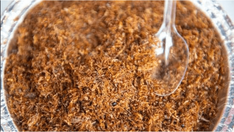 ओदिशातल्या लाल मुंग्यांच्या चटणीला मिळाले आहे जीआय मानांकन!! वाचा या विचित्र चटणीबद्दल..