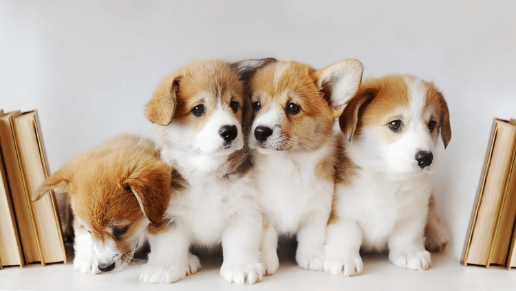 कुत्रा पाळायचा आहे? मग या ९ गोष्टींचा विचार करायलाच हवा..