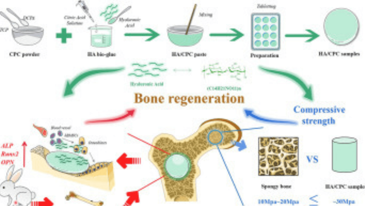 हाडांच्या बळकटीसाठी उपयुक्त 