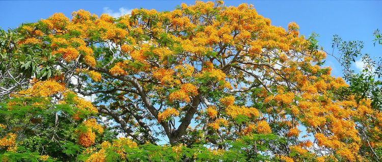 ४. सोनमोहोर