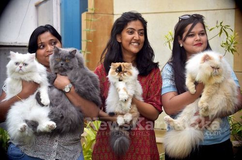 १६. मराठीत पुरुष मांजराला बोका म्हणतात आणि मांजरीला (स्त्री) भाटी म्हणतात.