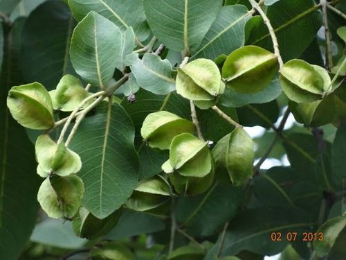 १३. अर्जुन - अर्जुनाची पानं (Terminalia arjuna) 