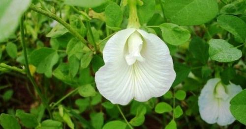 १४. विष्णुक्रान्ता - गोकर्णाची पानं (Clitoria ternatea)