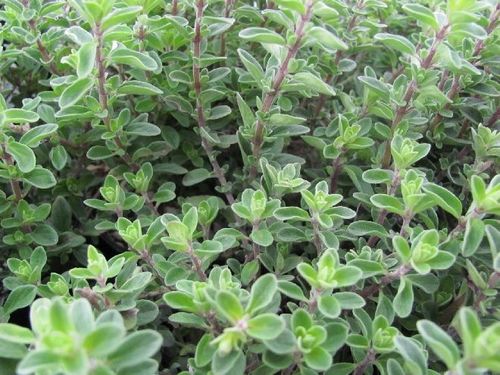 १७. मरु - मरव्याची पानं (Mojorana hortensis)