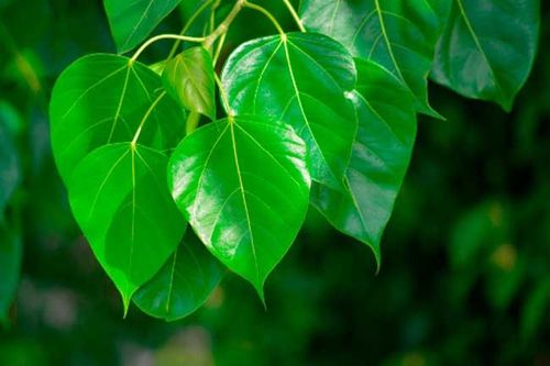 १८. अश्वत्थ - पिंपळाची पानं (Ficus religiosa)