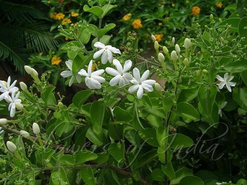 १९. जाती - जाईची पानं (Jasminum officinale)
