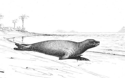 २. कॅरेबीयन मॉन्क सील