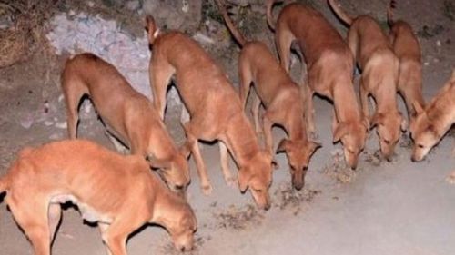 थट्टा नाही राव...गुजरातमधली हे कुत्रे चक्क कोट्याधीश आहेत !!