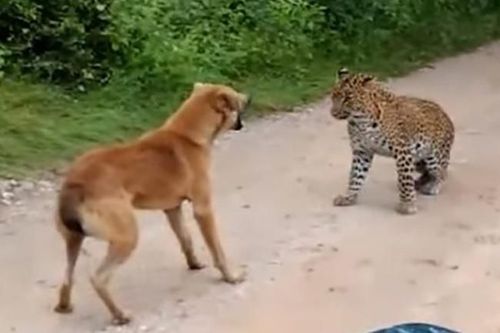 व्हिडीओ ऑफ दि डे : कुत्रा vs बिबट्या....कोण जिंकेल ? हा थरारक व्हिडीओ पाहून घ्या भाऊ !!