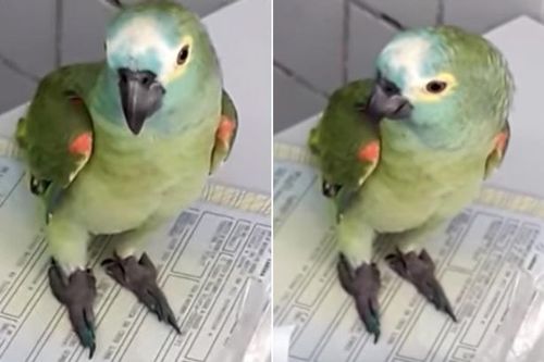 ड्रग डीलर्सला पकडायला गेले आणि पोपटाला घेऊन आले...ब्राझील पोलिसांनी पोपटाला का बेड्या ठोकल्या ??