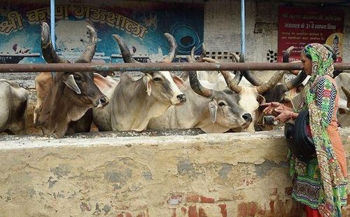 आता प्राण्यांना पण 'माणसाचा दर्जा' मिळणार ?? काय सांगतोय नवीन कायदा ??