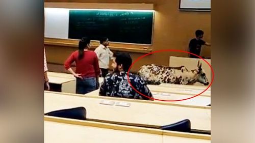 व्हिडीओ ऑफ दि डे : आयआयटी पवईमध्ये चक्क एक गाय शिकायला गेली आहे....व्हिडीओ पाह्यला का ?