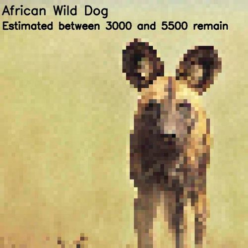 १. आफ्रिकन रानटी कुत्रे