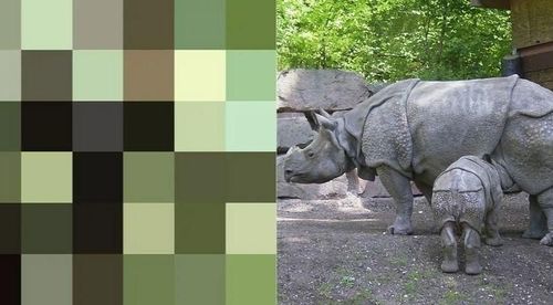 ४. जावन गेंडा