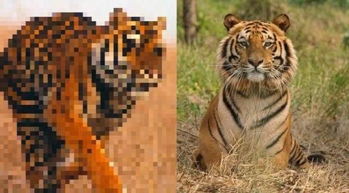 ५. पट्टेरी वाघ (रोयाल बंगाल टायगर)