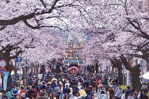 आता भारतातही अनुभवा साकुरा-चेरी ब्लॉसम उत्सव!! दोनपैकी कोणत्या ठिकाणी तुम्ही जाल?