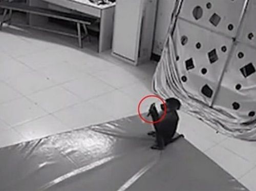 माकडाने मोबाईल चोरून चक्क ऑनलाईन शॉपिंग केली आहे भाऊ...काय मागवलंय पाहा !!