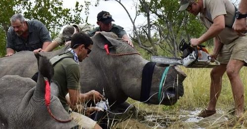 वन्यप्राणी संरक्षक स्वतःहून गेंड्यांचे शिंग का कापत आहेत ?