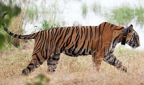 C1  वाघाच्या प्रवासातून काय दिसून येतं ?  